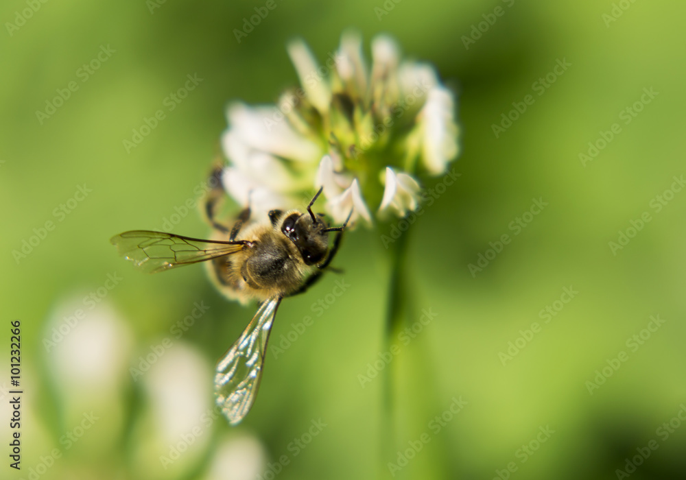 Portrait of live bee. Bee digging into a flower. Portrait of live bee. Bee digging into a flower.