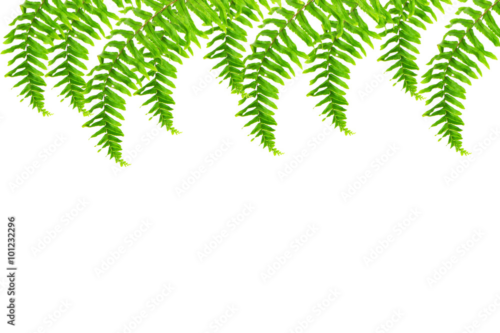 Fern leaf