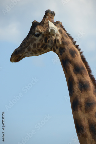 Girafe