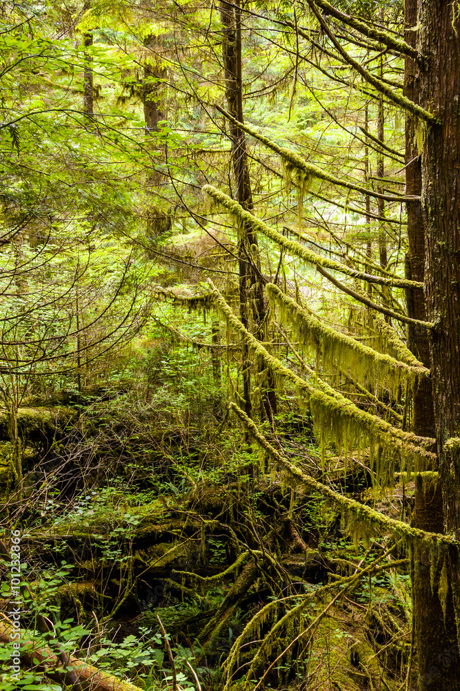Vegetation in BC's Coastal Rainforest, Canada Vegetation in BC's Coastal Rainforest, Canada