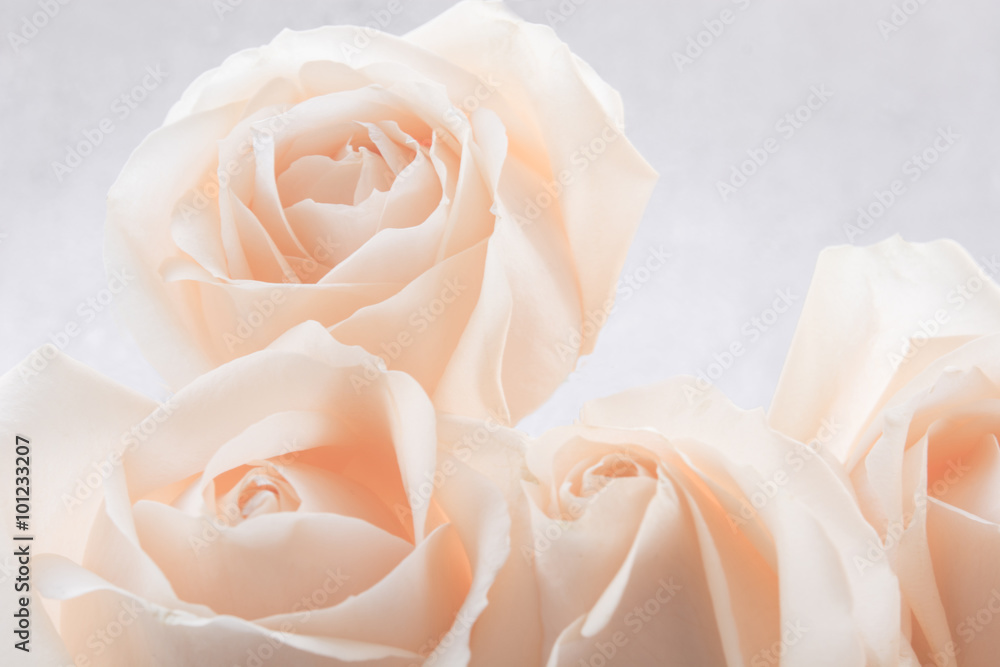 Soft full blown white roses as a background