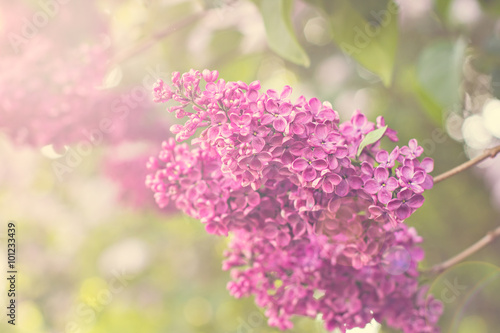 Green branch with spring lilac flowers © julialototskaya