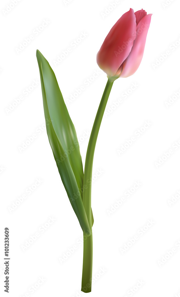 Pink tulip flower isolated on white. Vector illustration.