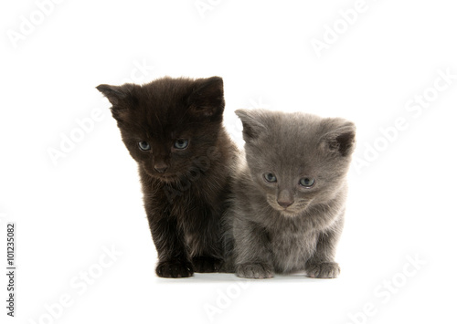Two cute kittens © Tony Campbell