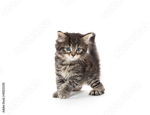 cute tabby kitten playing on white