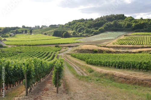 Tableau sur toile Vineyard in France
