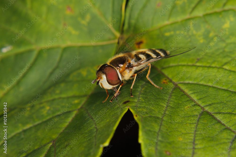 Fototapeta premium Hoverfly (Eupeodes corollae)
