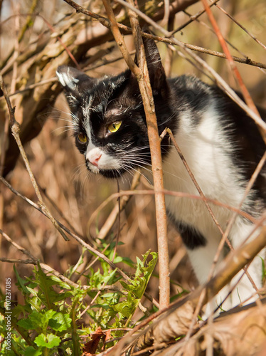 The black and white cat in the forest.