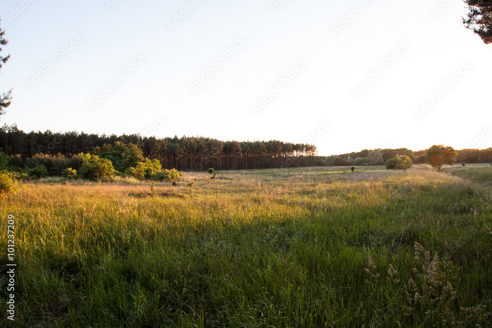 Sunset over the meadow in the woods