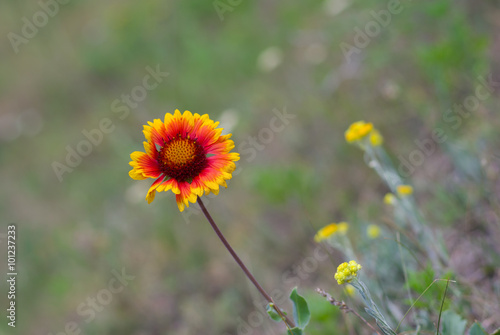 Lonely Indian blanket flower in wild field