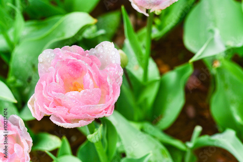 Wallpaper Mural Pink blossom in the garden
 Torontodigital.ca