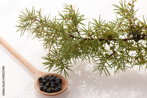 Fotografering Branch of conifers junipers and wooden spoon ful of blue berries