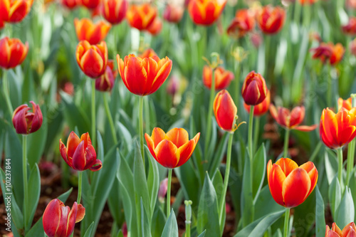 Colorful tulips planted in the garden decorations.