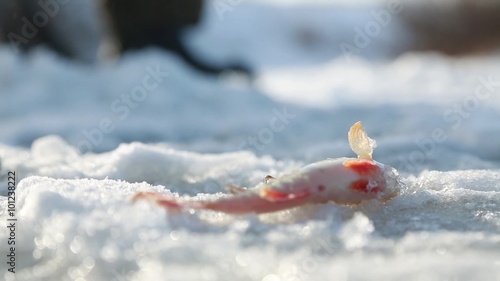 live fish caught in the snow. photo