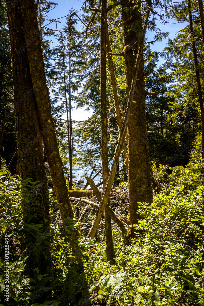 Fototapeta premium Scenic View to the Ocean from Within the Trees