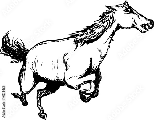 Outlined Wild Horse Running