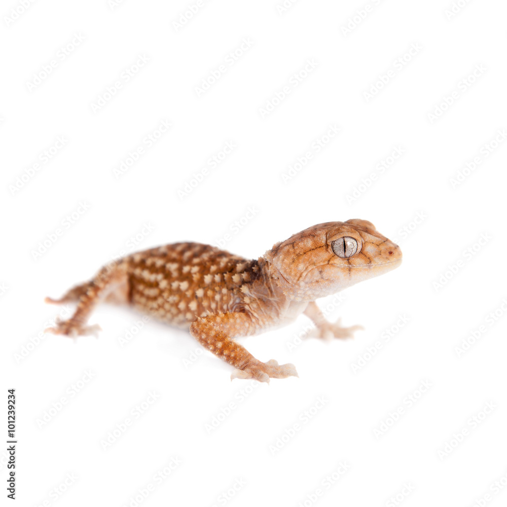 Rough Knob-tailed Gecko isolated on white Rough Knob-tailed Gecko isolated on white
