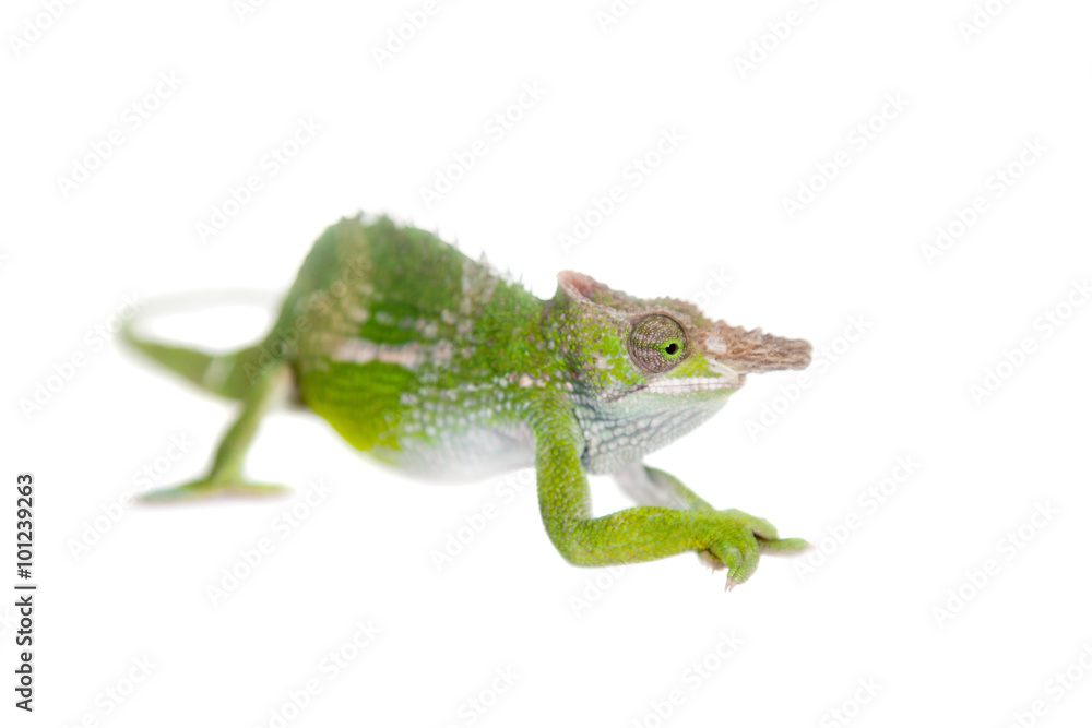 Fototapeta premium Fischer's chameleon, Kinyongia fischeri on white