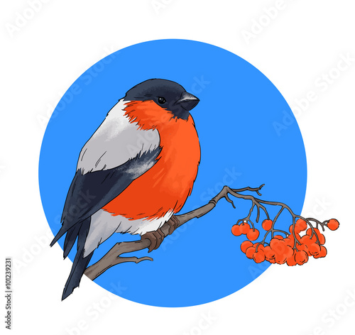 Bullfinch bird winter illustration seamless pattern vector