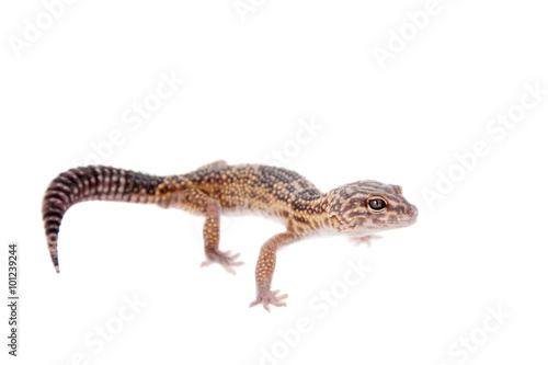 The Iranian fat tailed gecko isolated on white