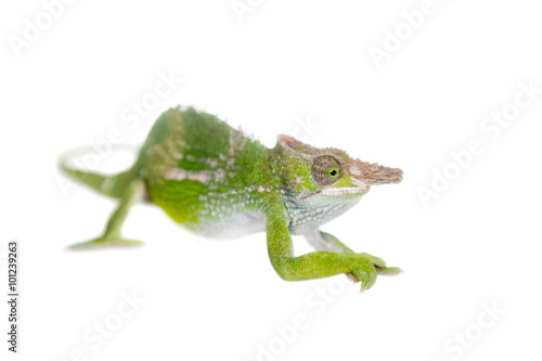 Fischer's chameleon, Kinyongia fischeri on white © Farinoza