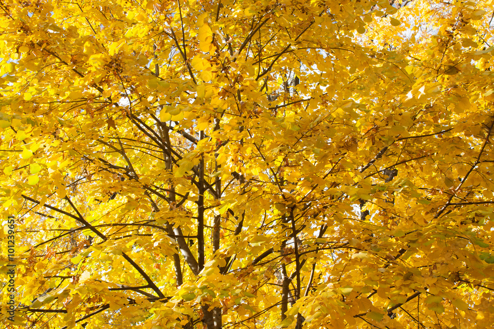 Collection of Beautiful Colorful Autumn Leaves / green, yellow, Collection of Beautiful Colorful Autumn Leaves / green, yellow,