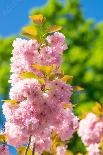 Blütenpracht im Frühling - rosa blühende Zierkirsche