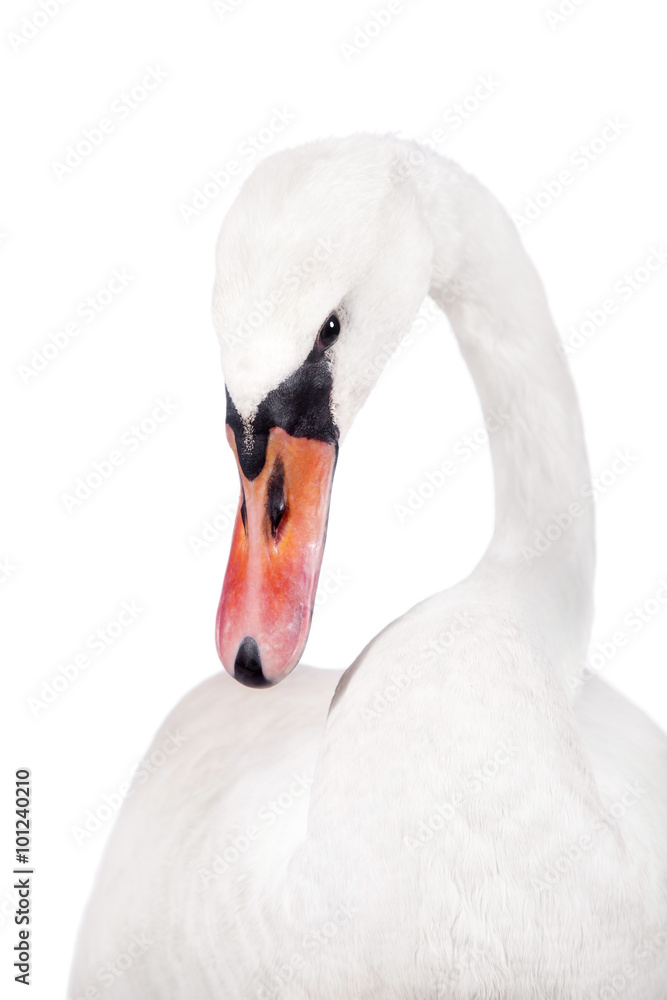 Fototapeta premium The mute swan, cygnus olor, on white