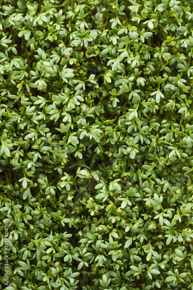 Cress background image Cress background image