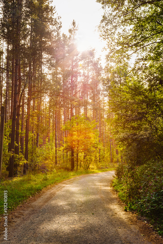 Fototapeta Naklejka Na Ścianę i Meble -  Path Road Way Pathway On In Summer Sunny Forest at Sunset or Sun