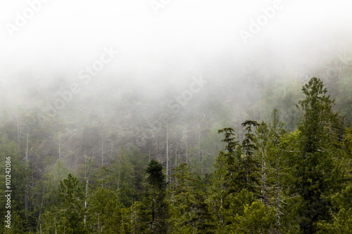 Fog Hangs Over Tree Tops