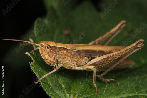 Field grasshopper (Chorthippus albomarginatus) © Torsten Dietrich