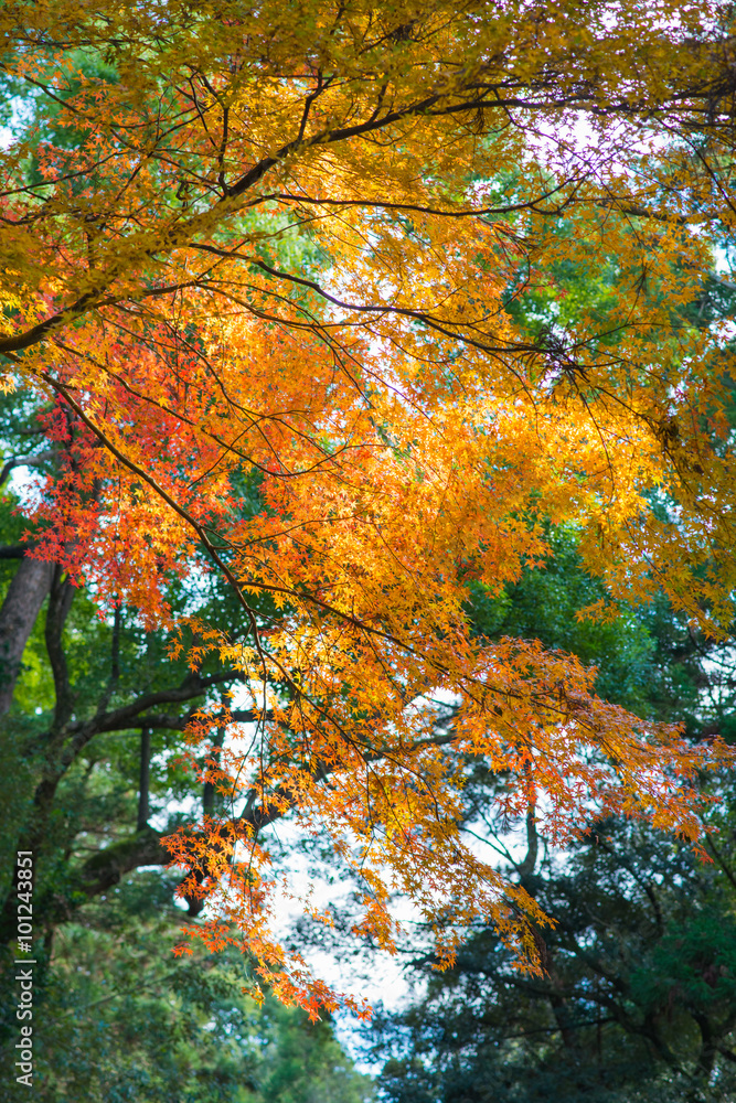 Branch of bright autumn maple leaves , focus selected