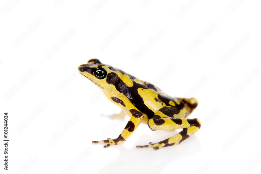 Fototapeta premium Amazons Harlequin Frog, Atelopus spumarius, on white