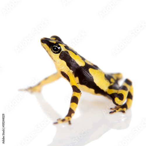 Amazons Harlequin Frog, Atelopus spumarius, on white