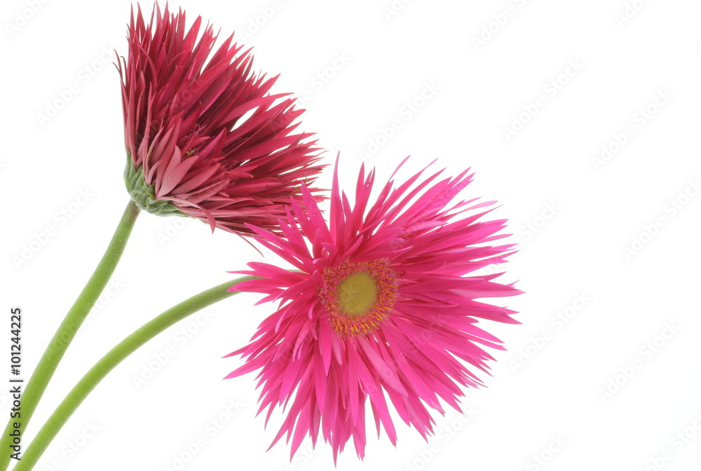 Obraz premium ガーベラ