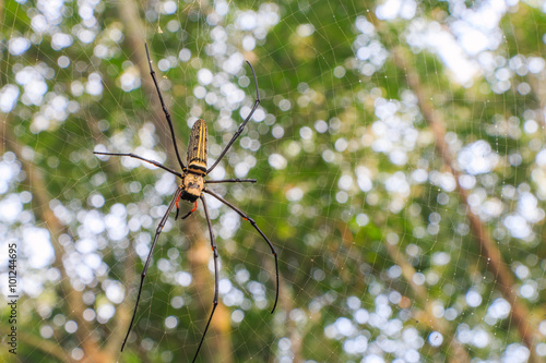 Spider on web on nature background