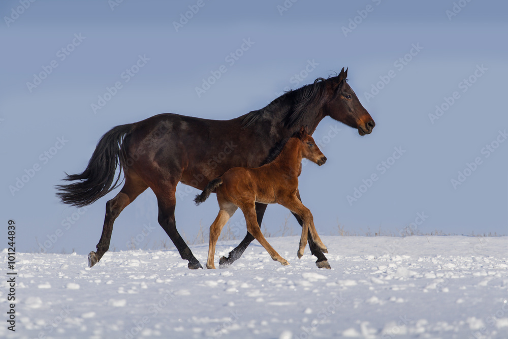 Mare with colt run in snow Mare with colt run in snow