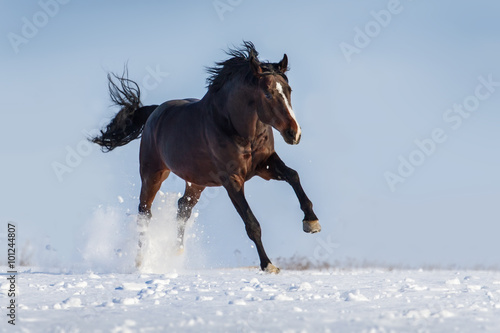 Bay horse with long mane run gallop in snow