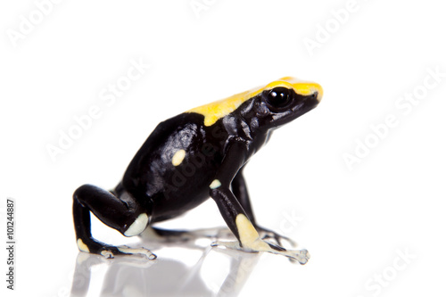 Yellow back dyeing poison dart frog, Dendrobates tinctorius, on white 