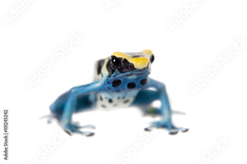 Patricia Dyeing Poison Dart Frog, Dendrobates tinctorius, on white photo
