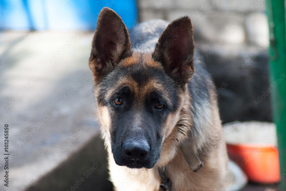 portrait rural Shepherd portrait rural Shepherd