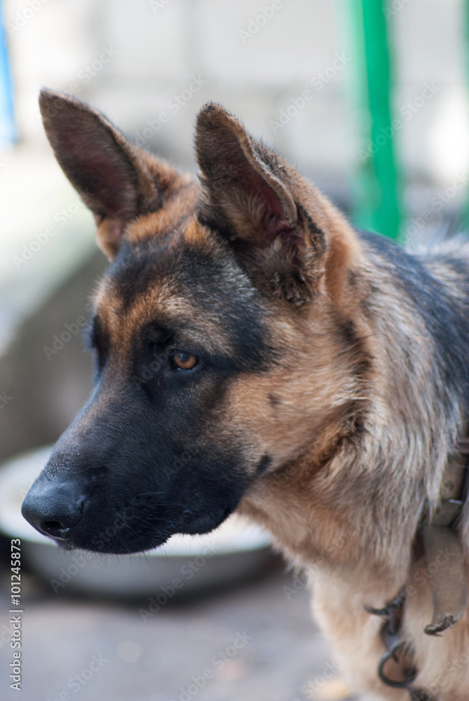 portrait rural Shepherd