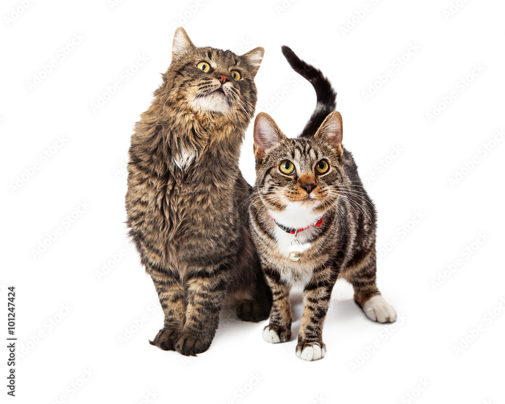 Two Tabby Cats Looking Up