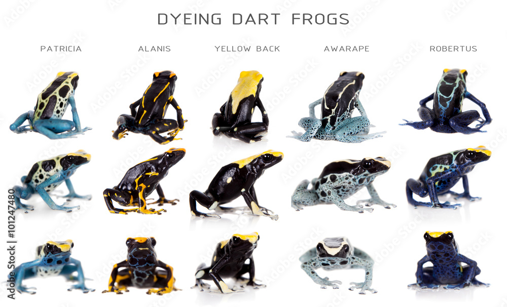 Fototapeta premium Dyeing poison dart frogs set, Dendrobates tinctorius, on white 