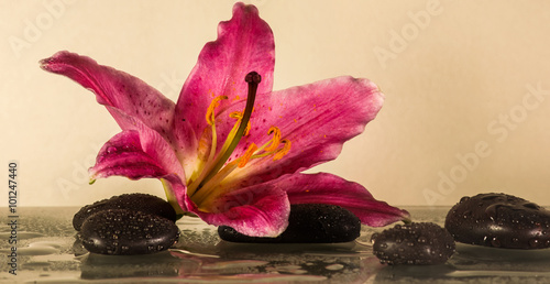 Steinmännchen mit schwarzen Steinen Symbol der Gesundheit mit einer Blume