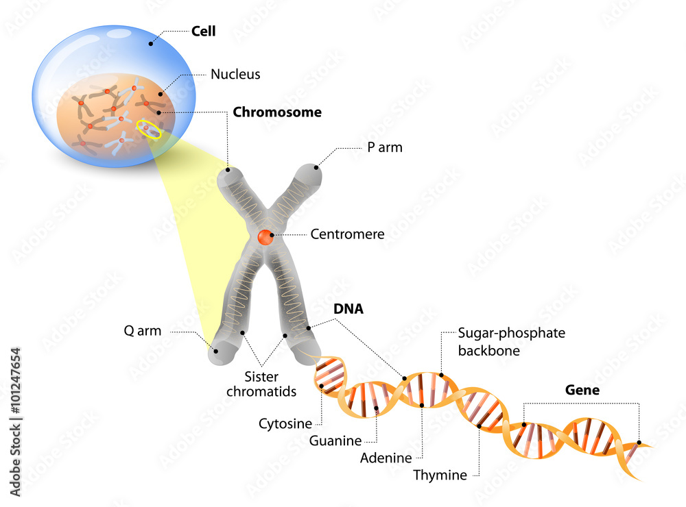 Cell Chromosome Dna And Gene Stock Vector Adobe Stock