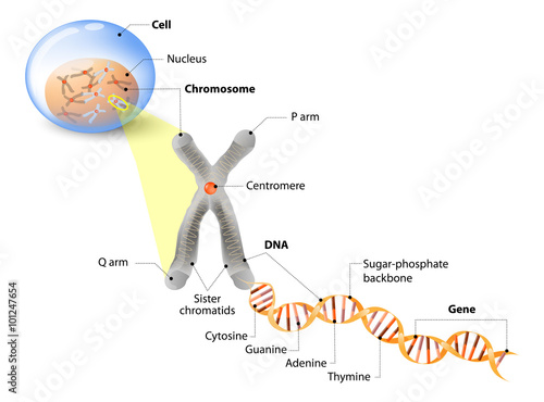 Cell, Chromosome, DNA and gene photo