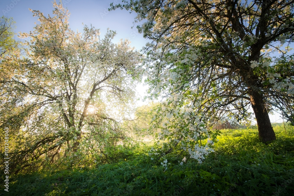 Fototapeta premium Flowering fruit trees backlit