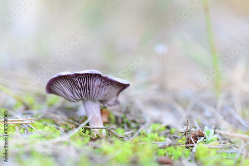 Mushroom in the forest. Magic in the forest.
